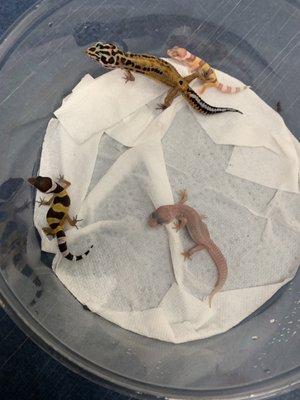 leopard geckos