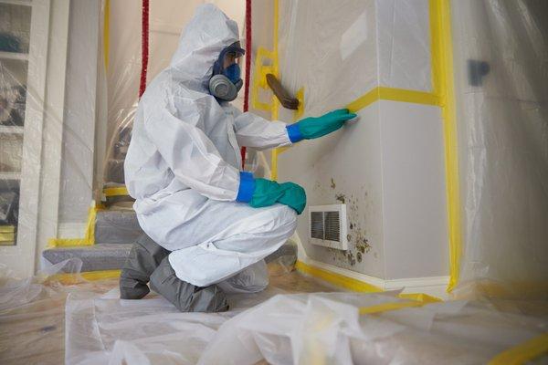 Mold removal / remediation