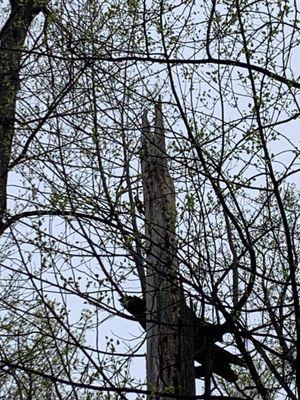 Woodpecker in tree