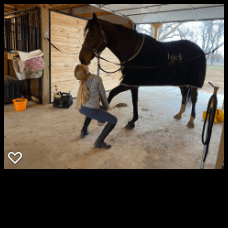 Horse Kisses