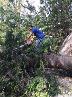 Cutting tree