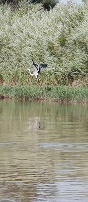 A chance to see River wildlife.