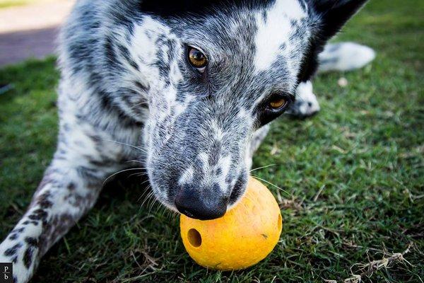 Raylan enjoying one of his Ruffwear toys in the sun!