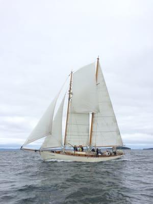 Heron racing in Great Schooner Race