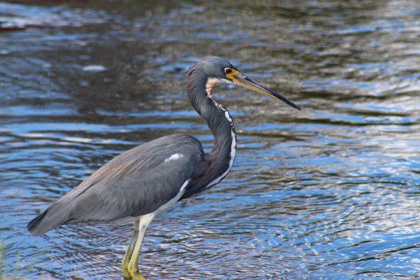 CREW - Bird Rookery Swamp