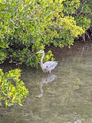 Salty Boat Rental customers spot an incredible variety of local wildlife, including this Blue Heron.