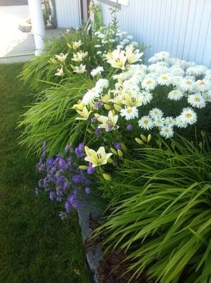 Front yard in full bloom