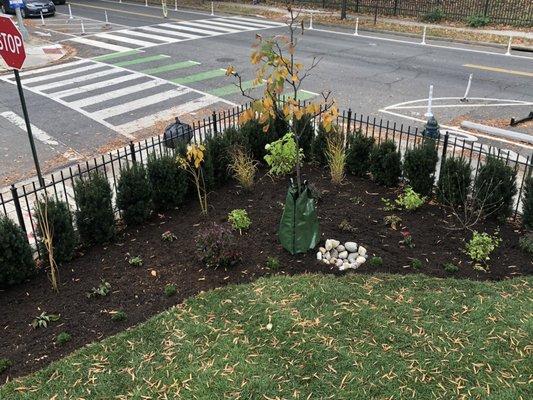 After: Bayscape, with native plants, bordered by taxus  hicksii along the fence.