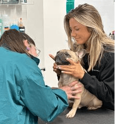 Granite Bay Veterinarian Medical Center Hospital that provides preventative, medical, surgical, dental, and hospitalized care for your pets