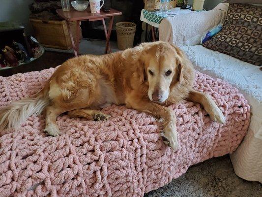 Golden retriever 9year's old really needs a bath and hair cut today if possible  his name is Quincy.