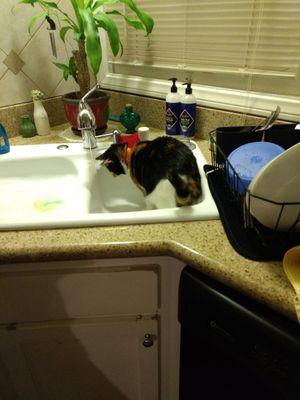 My best friend's cat Mimi watching the water go down the drain.