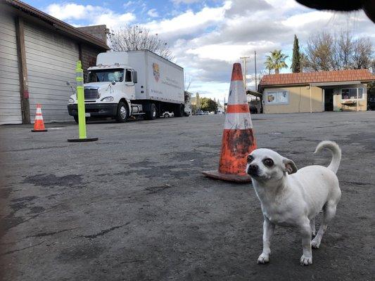 Horchata posing for the camera