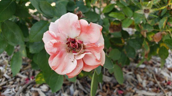 Pretty semi-coral flowers