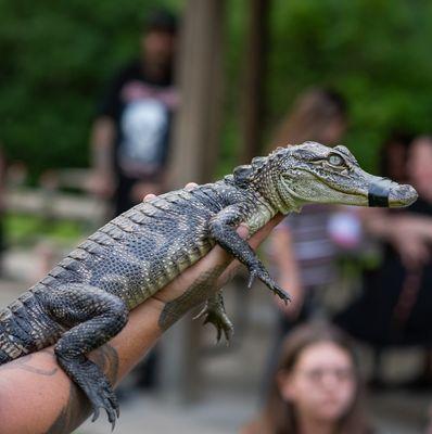 Walter the American Alligator