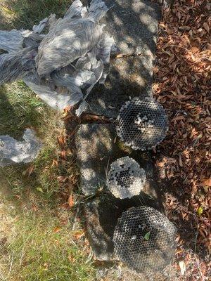 Large hanging yellow jacket nest opened up