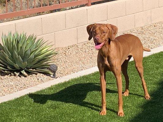 Our puppy loves the new grass!