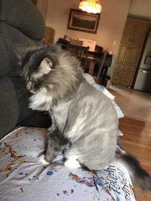 Martha got  a hair cut yesterday. Katie did a great job. We are so happy with the service, price, and the care she gave to our kitties!