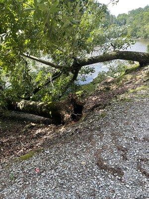 Tree fell in river