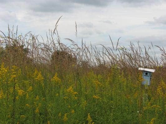 The prairie grasses and wildflowers at Foxfield provide habitat for a wide variety of indigenous wildlife.