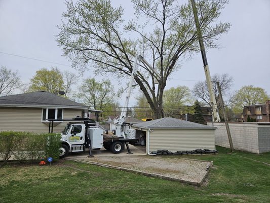 The tedious job of cutting down my tree. Balancing act because of all the Utility lines.