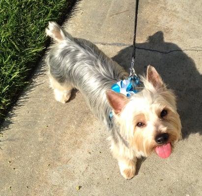 The perfect Silky Terrier cut! Thank you Claremont Pet Grooming.