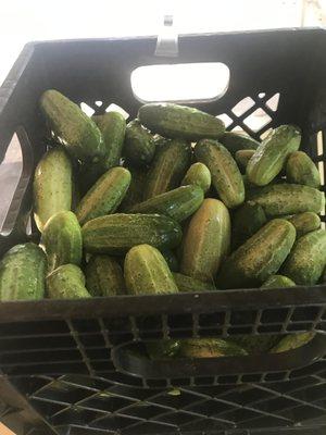 Cucumbers