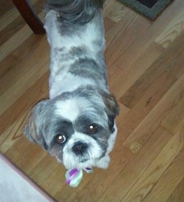 Kosmo's haircut!