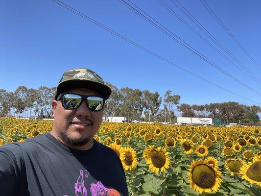 Outdoor, California, sunflowers