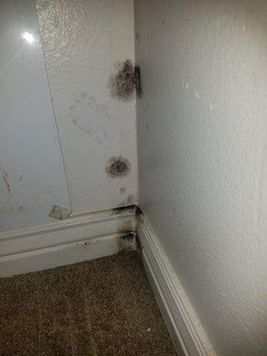 House FULL of mold, bathtub is rusted and unsafe. Door doesn't lock so we use knives