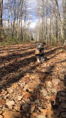 Bangor Dog Park