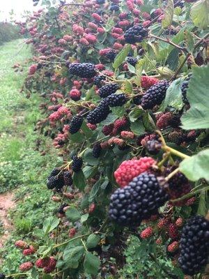 Blueberry season