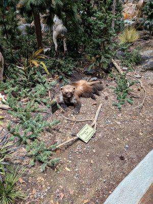 This is a picture of a wolverine with wolves in the background. I liked this because I've never seen a wolverine in person.