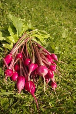 Red Salad turnips