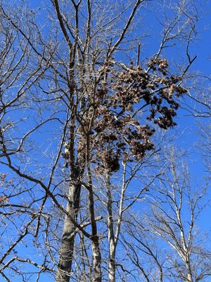 Citrine Tree Service