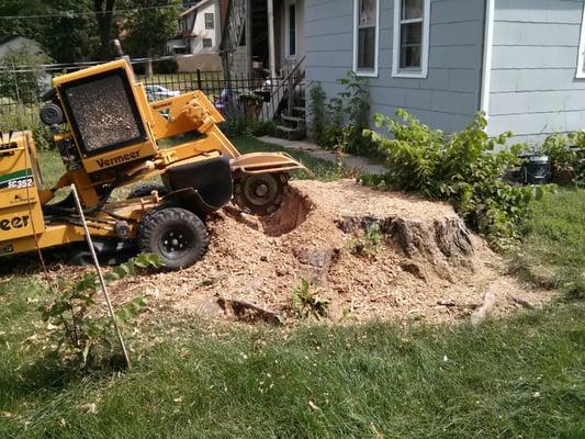 Just got started grinding the stump.