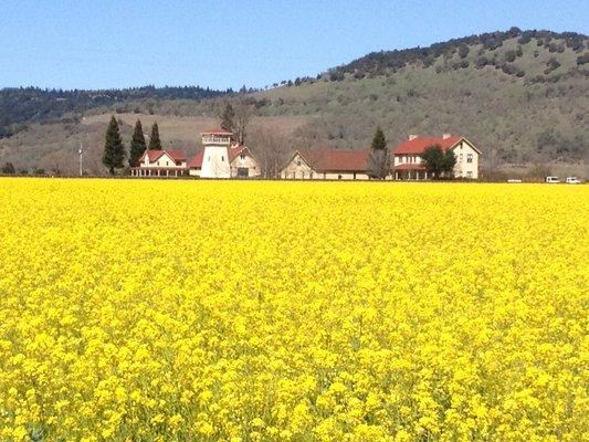 Mustard in bloom