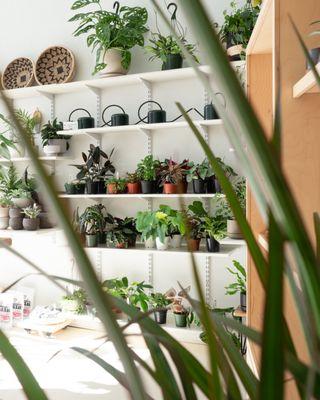 Plants, and nature brought indoors helps feed the soul