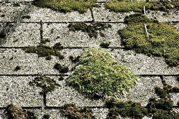 Roof and Gutter Cleaning