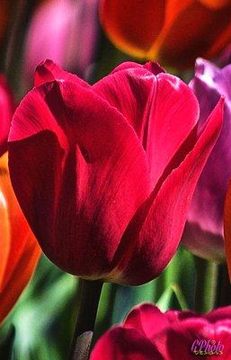 April is Tulip Time!