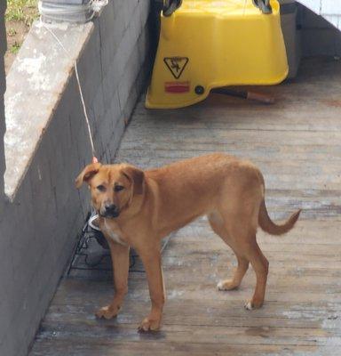 Kept outside on a 3-ft rope no toys no food and water out there for hours the poor thing was so lonely.