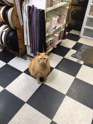 Store cat