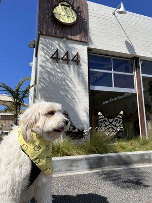 My fur baby posing in front of the store with his new Sun Bum bandana