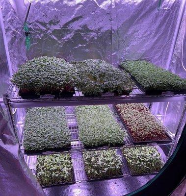 Microgreens