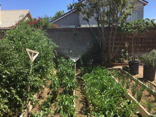 A tall sprinkler to water the tall plants