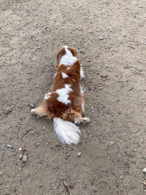 Geo hanging at the dog park