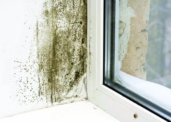 Mold as long as it has water and organic material where to grow, they will show up.