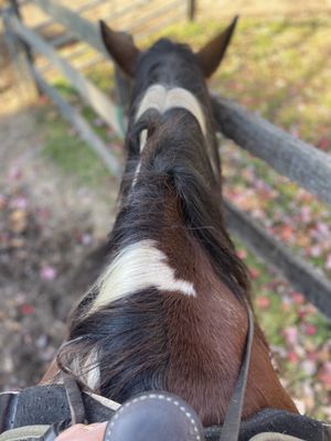 Horse trail riding