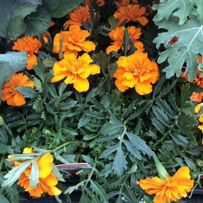 Marigolds are great for your garden