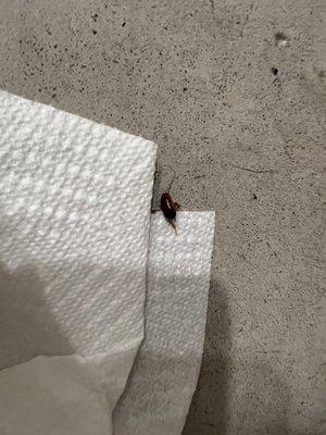 roach i found in front of the washer and dryer room