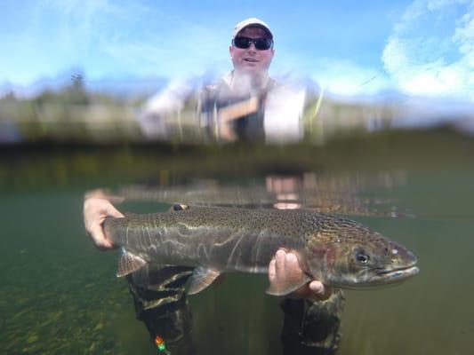 Releasing a wild Steelhead caught fly fishing in a Sitka area river.